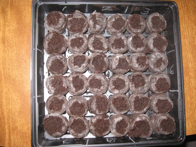 germinatingtheseeds.jpg